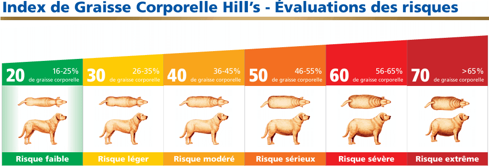 planche chien HIll's