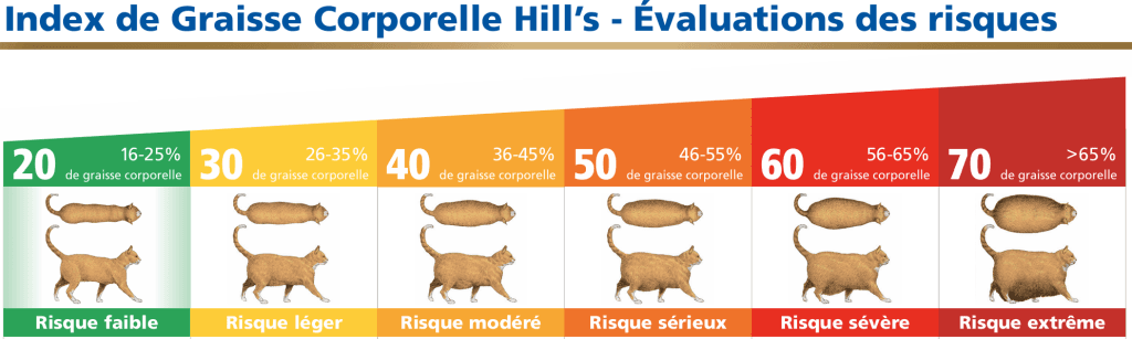 Planche chat Hill's